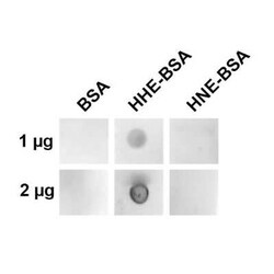 4-Hydroxy-2-hexenal Antibody (12F4), Novus Biologicals 100 &mu;g | Buy Online | Novus Biologicals | Fisher Scientific